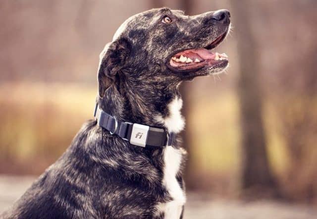 Finding Good Dog Breeds