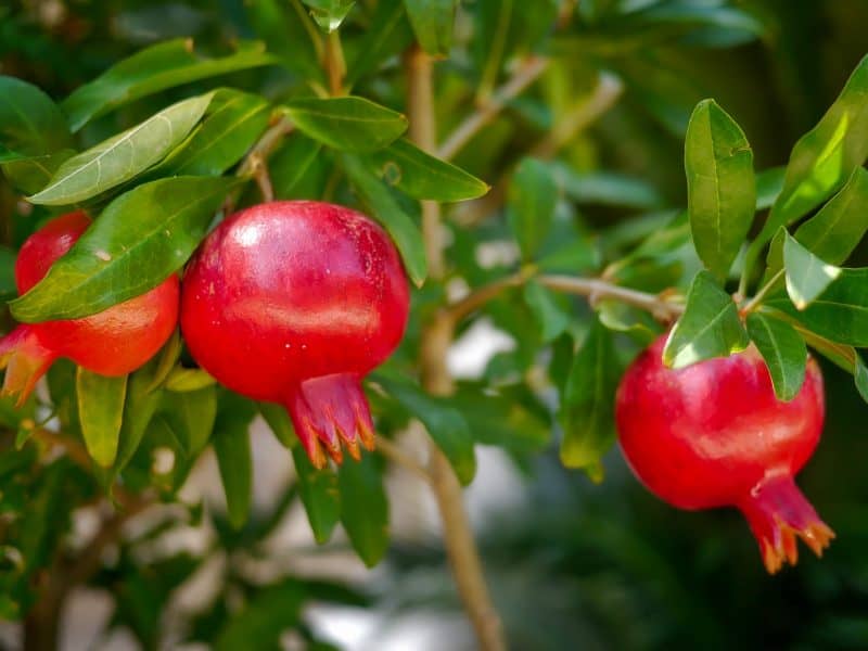 Growing Fruit in Your Backyard